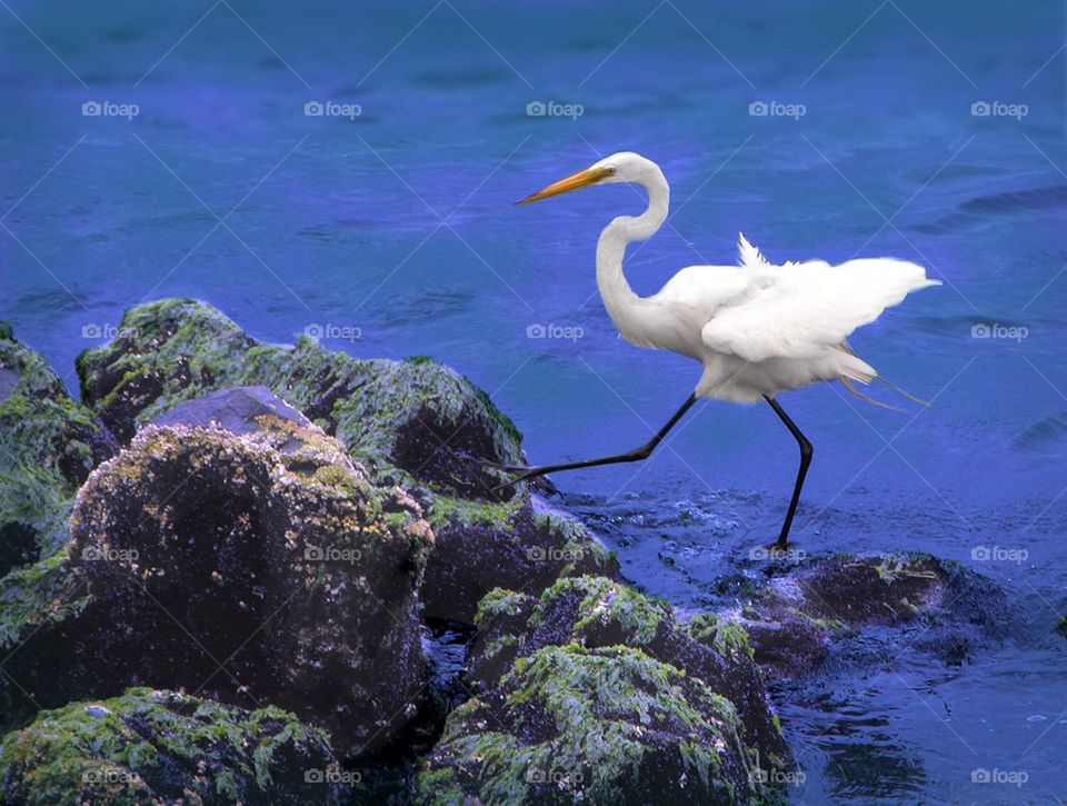 Snowy Egret Walks The Boulders