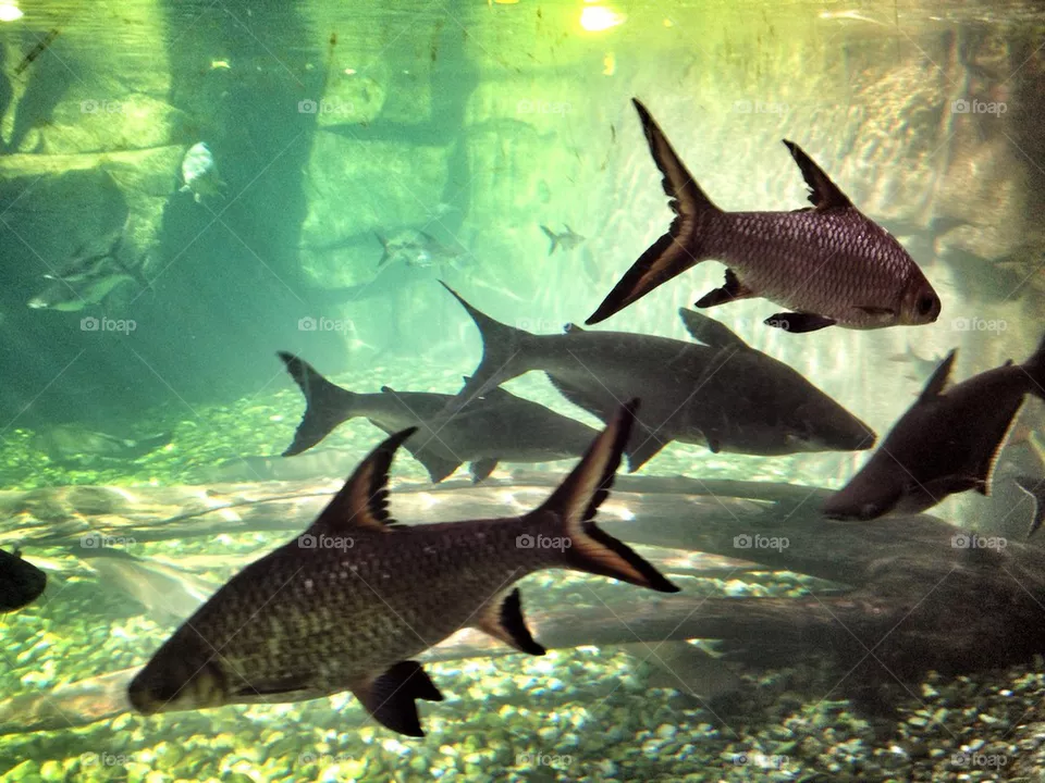 Fish