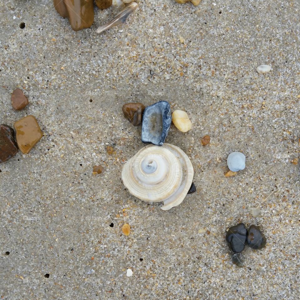 shell. sea shell