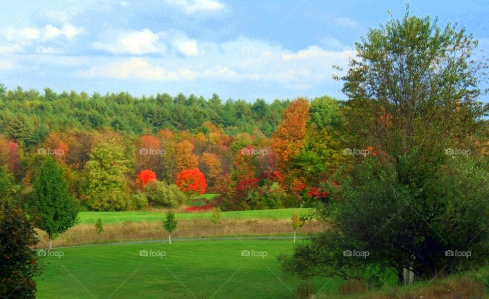 Hollis foliage