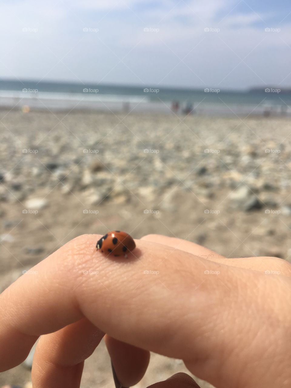 Ladybug at the beach in Ireland 
