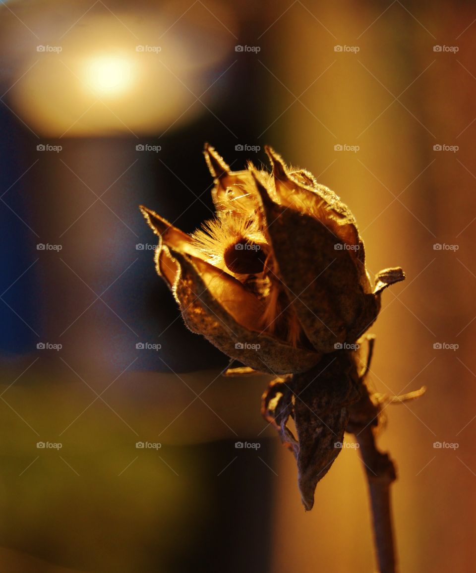 Flower pod in sunlight