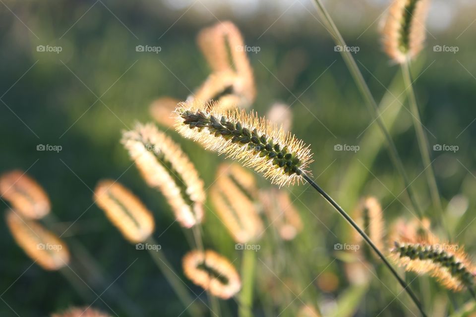 Glowing foxtail
