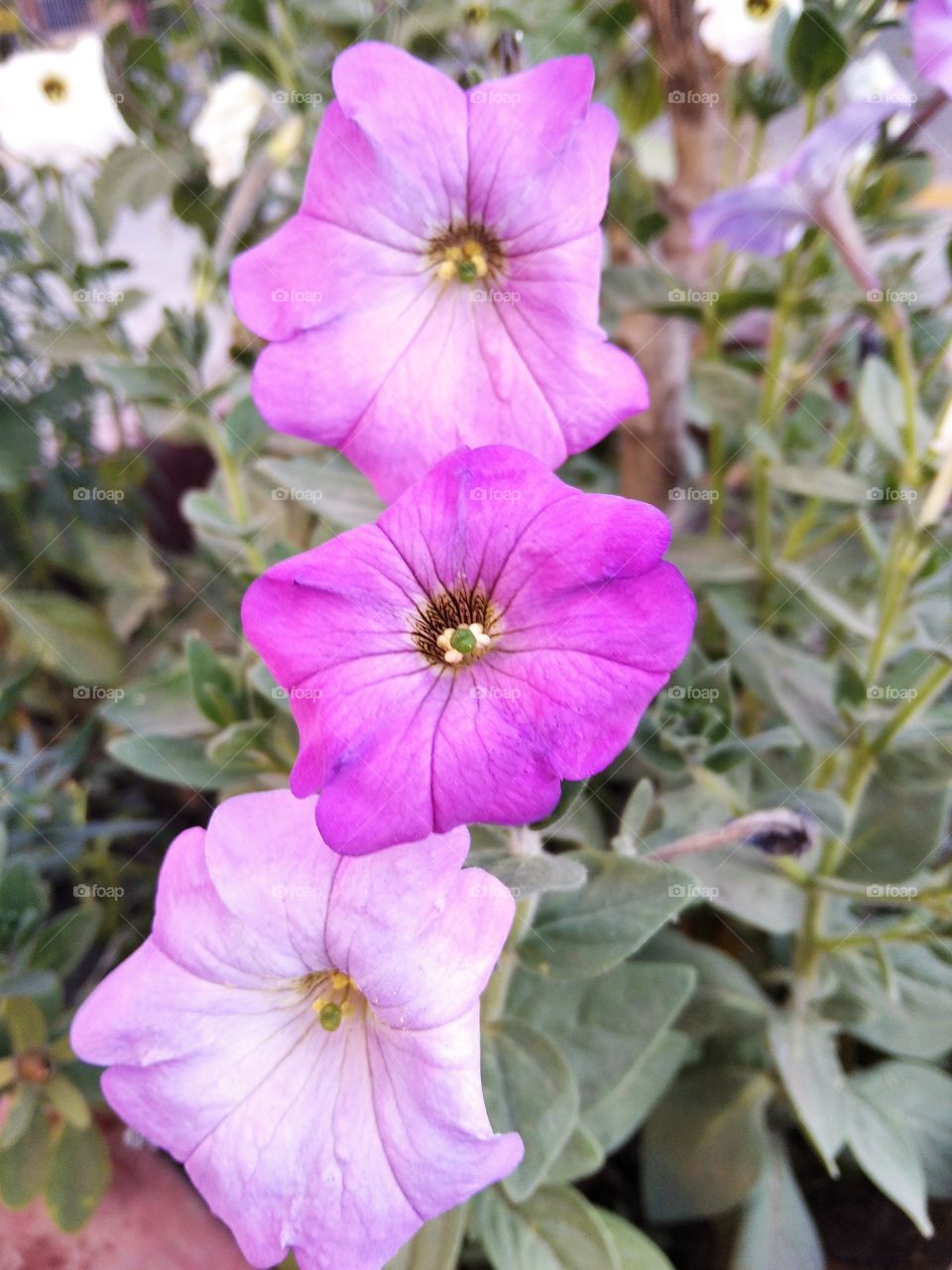 Petunias