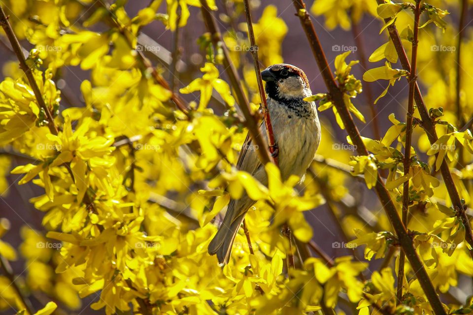 Sparrow at the yellow blooming tree