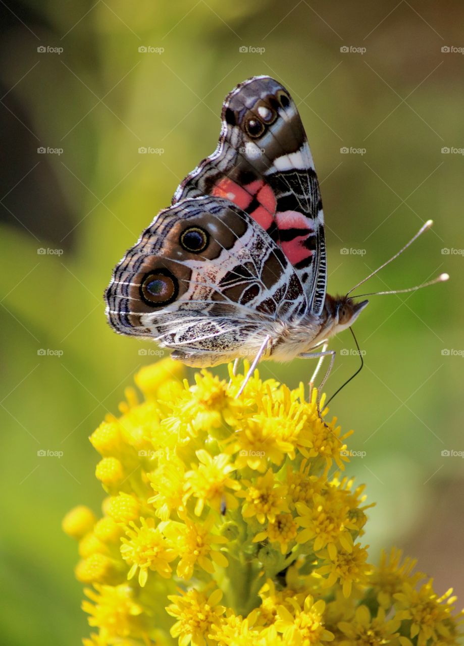 Butterfly at Hammonasset Beach 