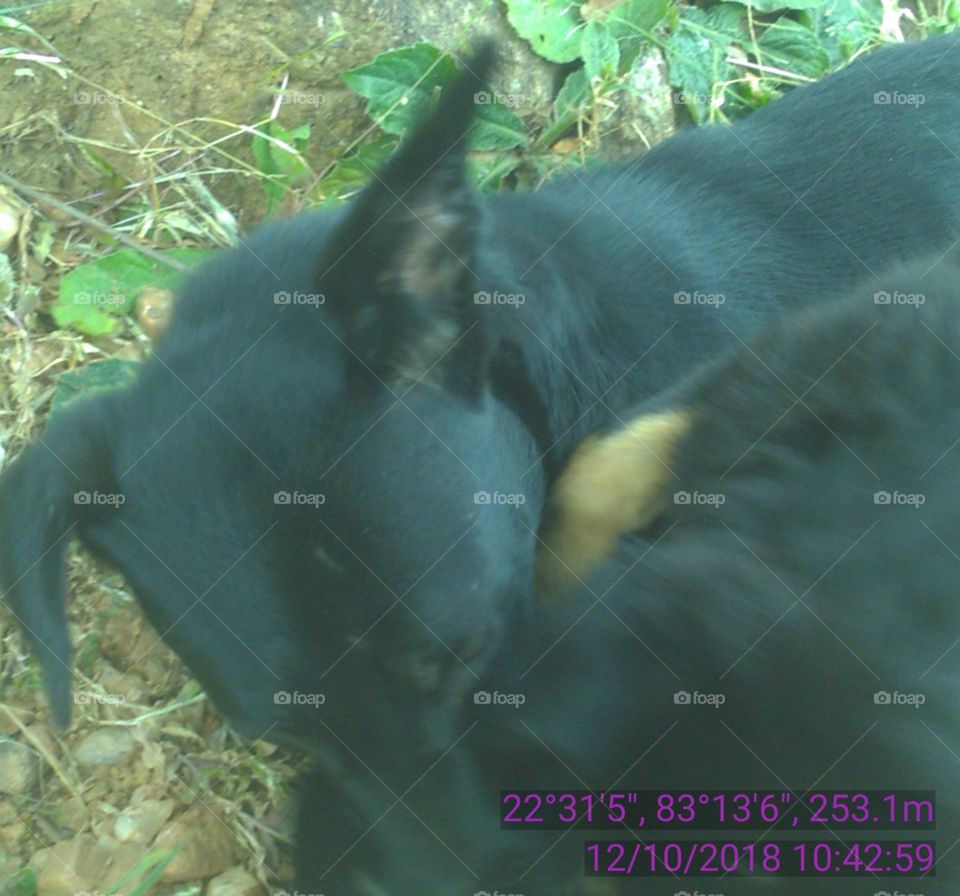 Happy Pat with solid gold.