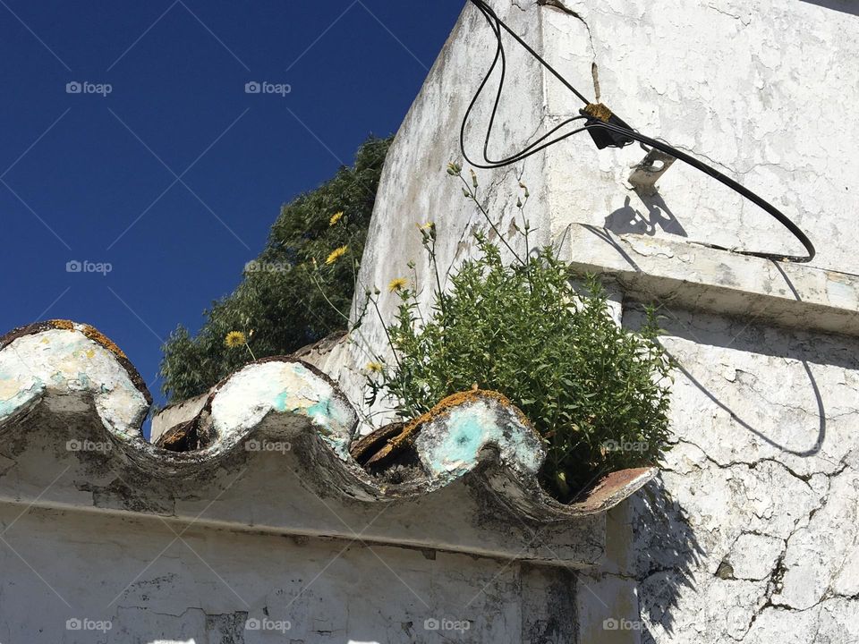 Wild plant with tiny flowers nestled on an old roof