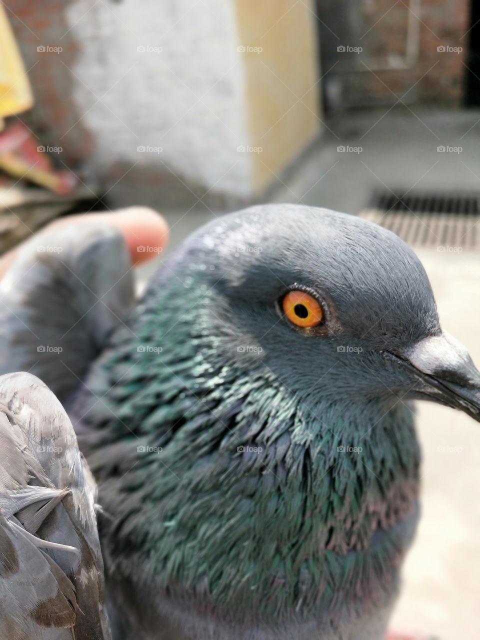 pigeon eye🐦🐦🐦🐦🐼🦇🐓🦅🐔