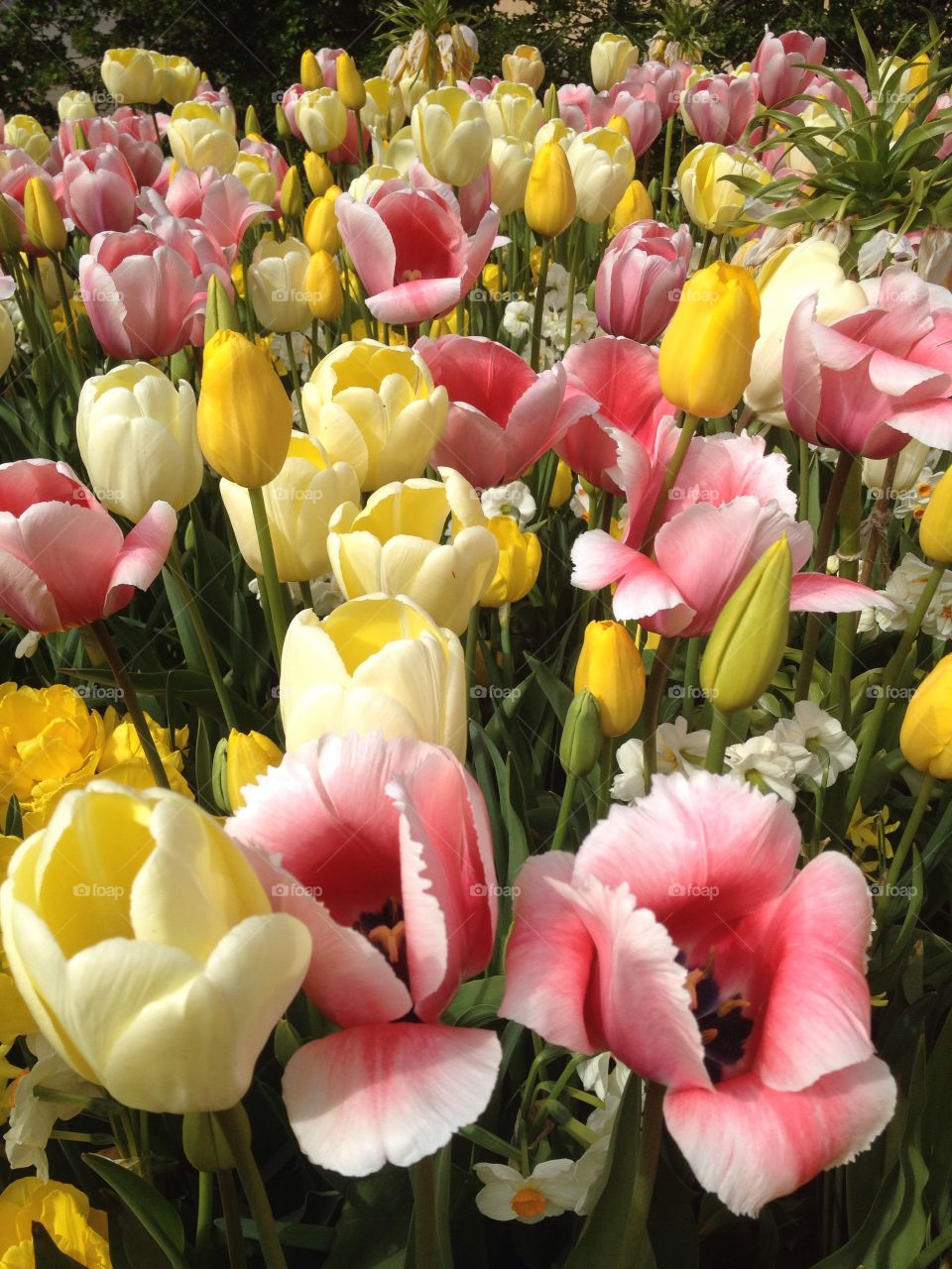 Tulip flowers on the field