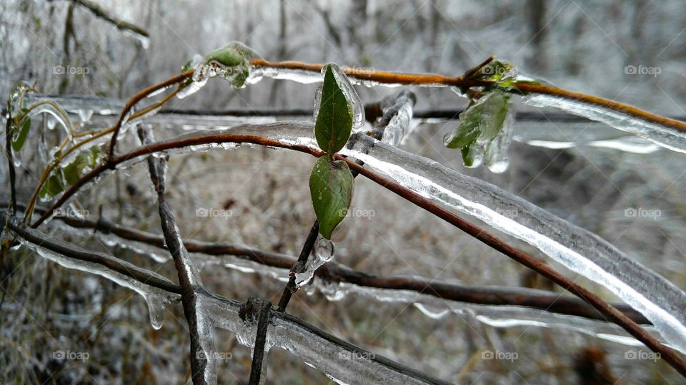 Ice on twig