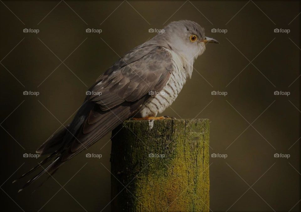 A cuckoo on a post