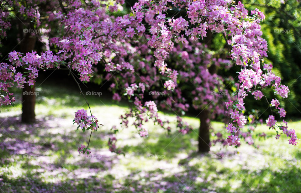 Spring blossom 