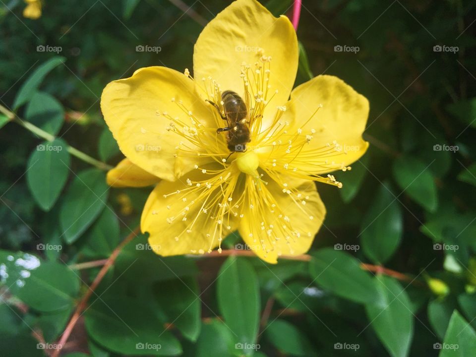 Nature, Flower, Leaf, No Person, Outdoors