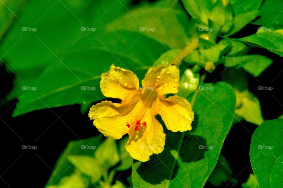 --Petal in the morning....