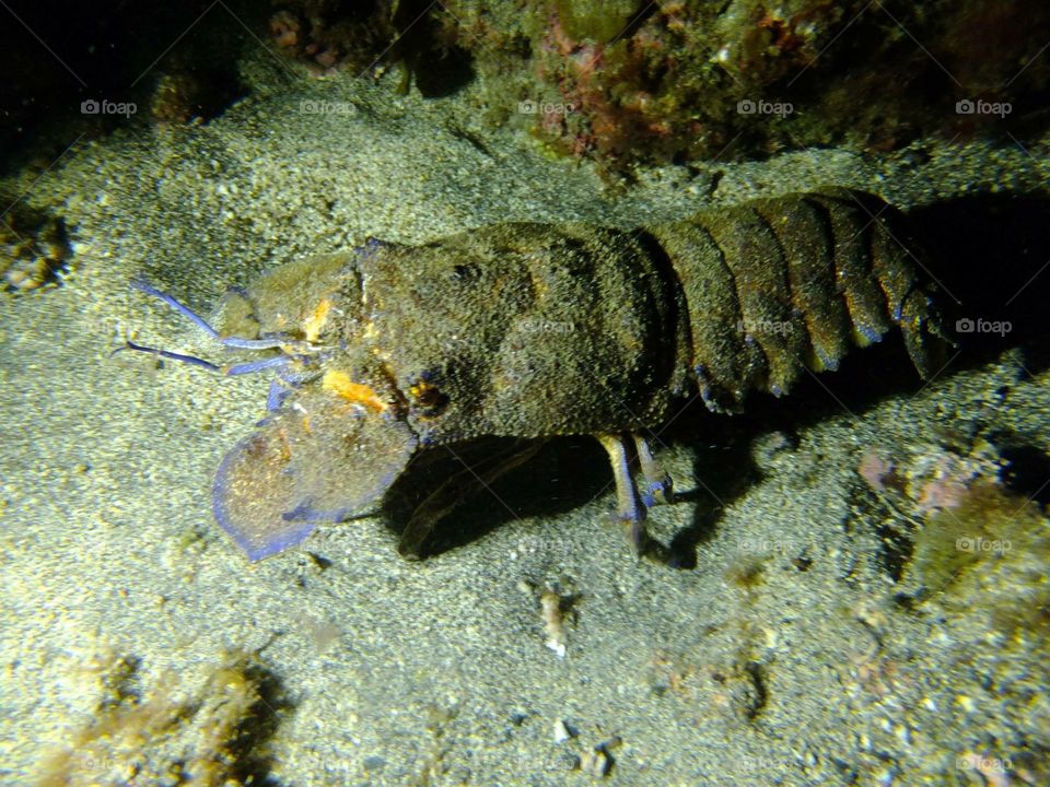 Slipper lobster