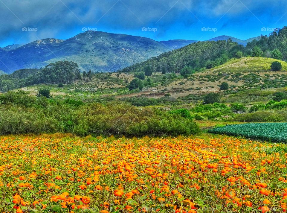 landscape