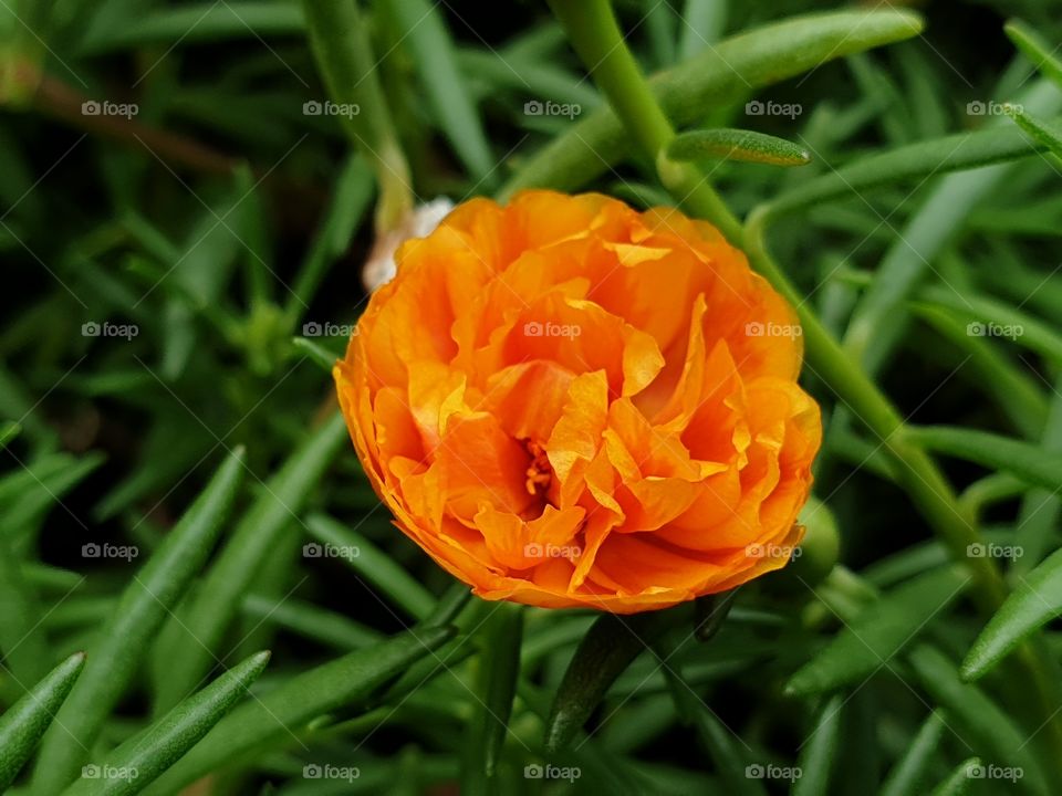 the Portulaca Grandiflora