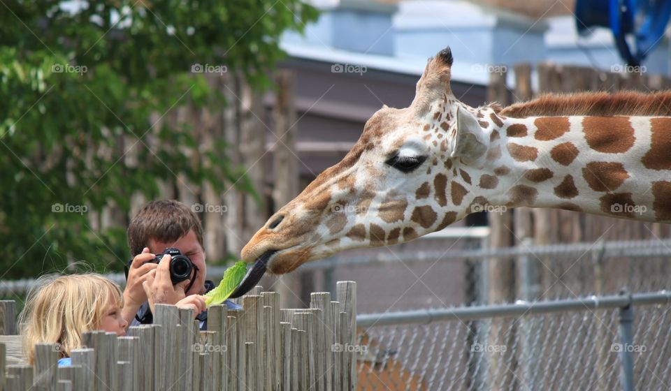 Feeding a giraffe and snapping a pic 