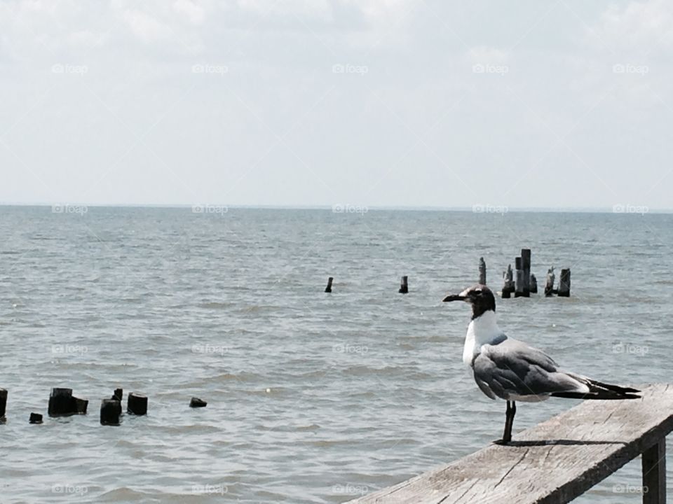 Found this little guy hanging out on an old pier I stumbled upon while traveling the gulf coast in highway 90.