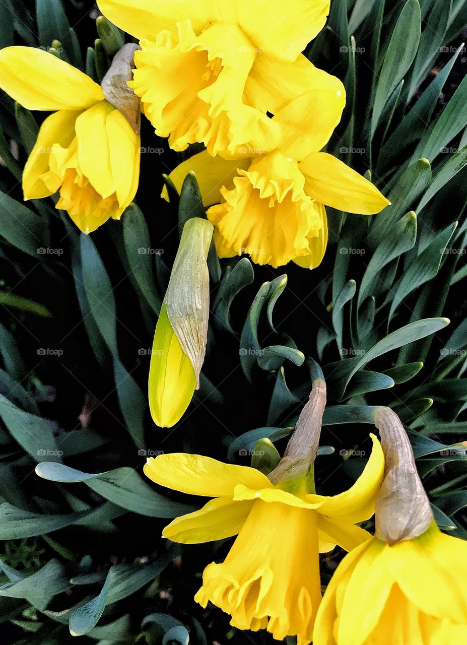 Daffodil 