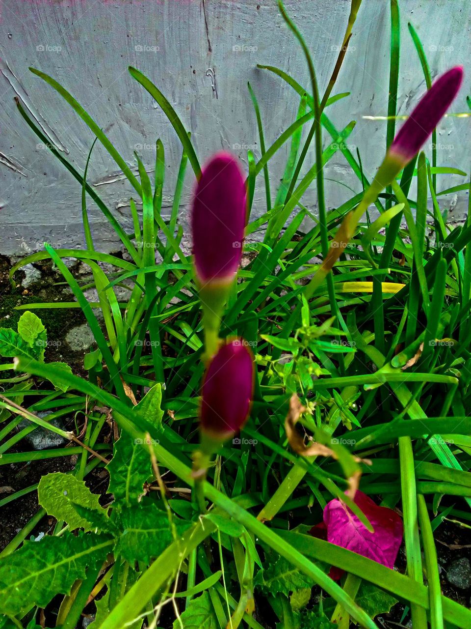 entul entul flowers in the pot garden