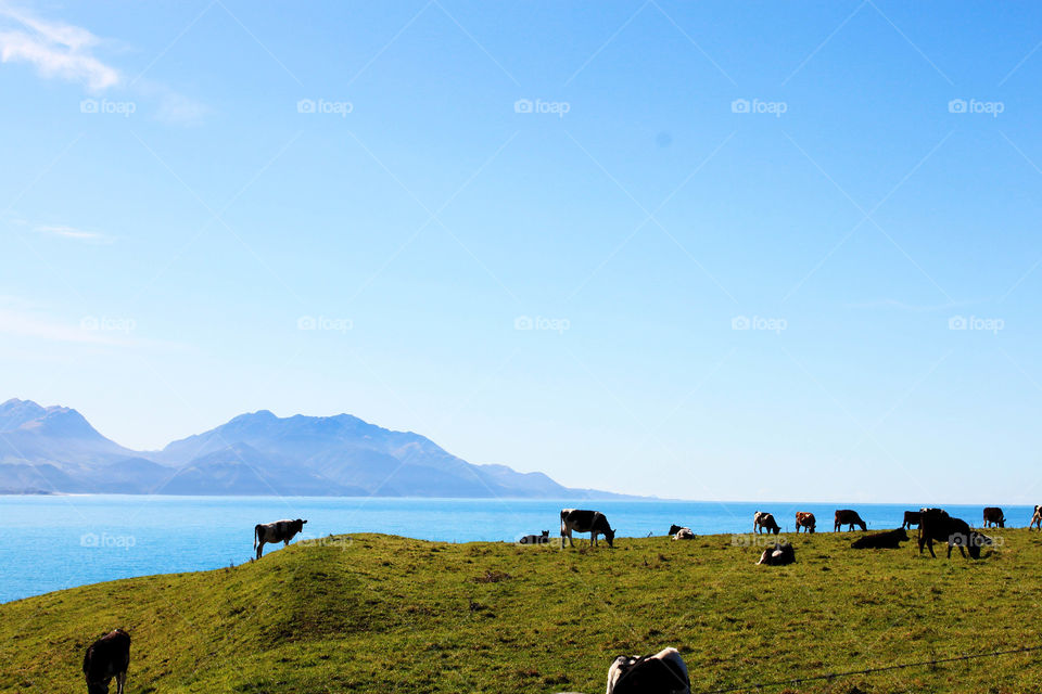 Cows grazing in field