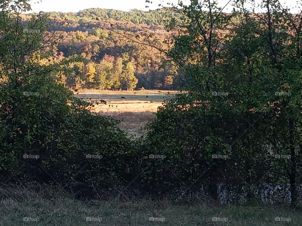 cows  down in the field grazing on grass trees abound them as they enjoy the day.