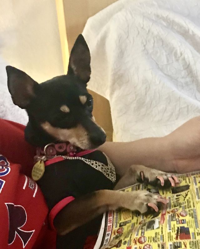 Puppy pedicure 