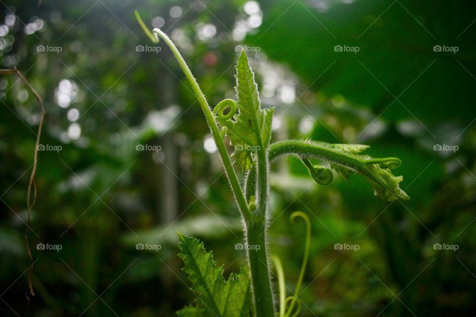 It is the photograph of a plant tip. The development and growth of plants is an astounding scene gifted to us by god.