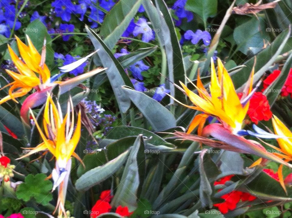 Bird of Paradise, yellow, blue, green