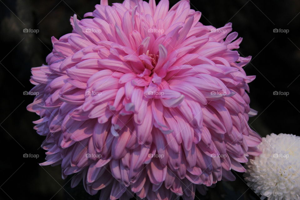 pink chrysanthemum