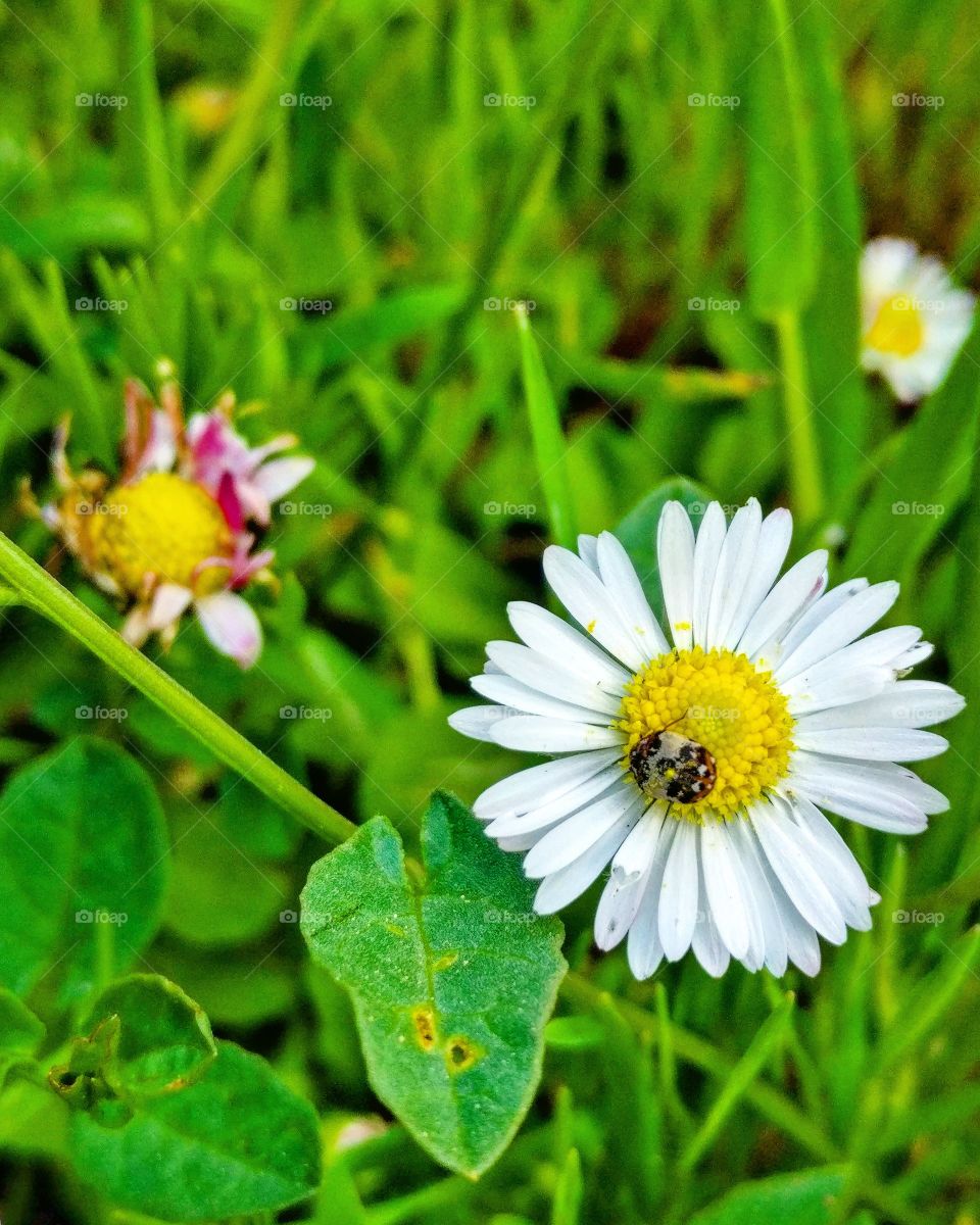 Battle with a flower