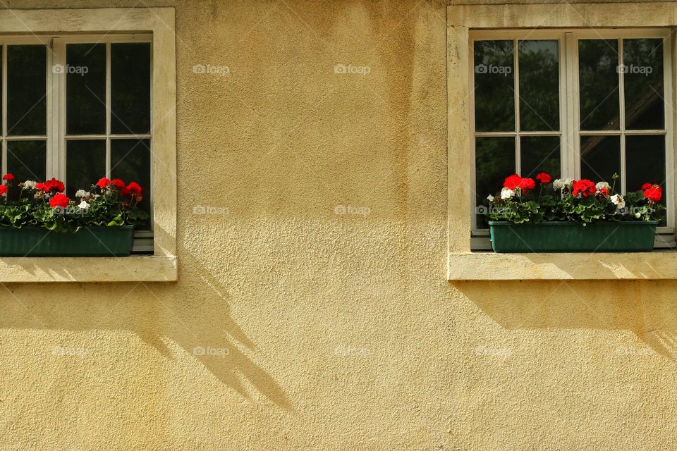 Two windows with blooming flowers on a house 