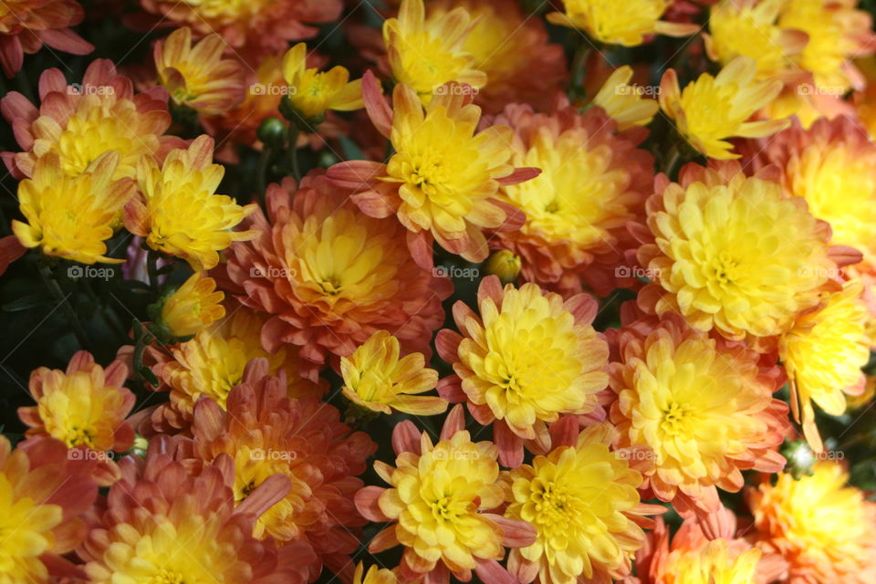 Close-up of flowers