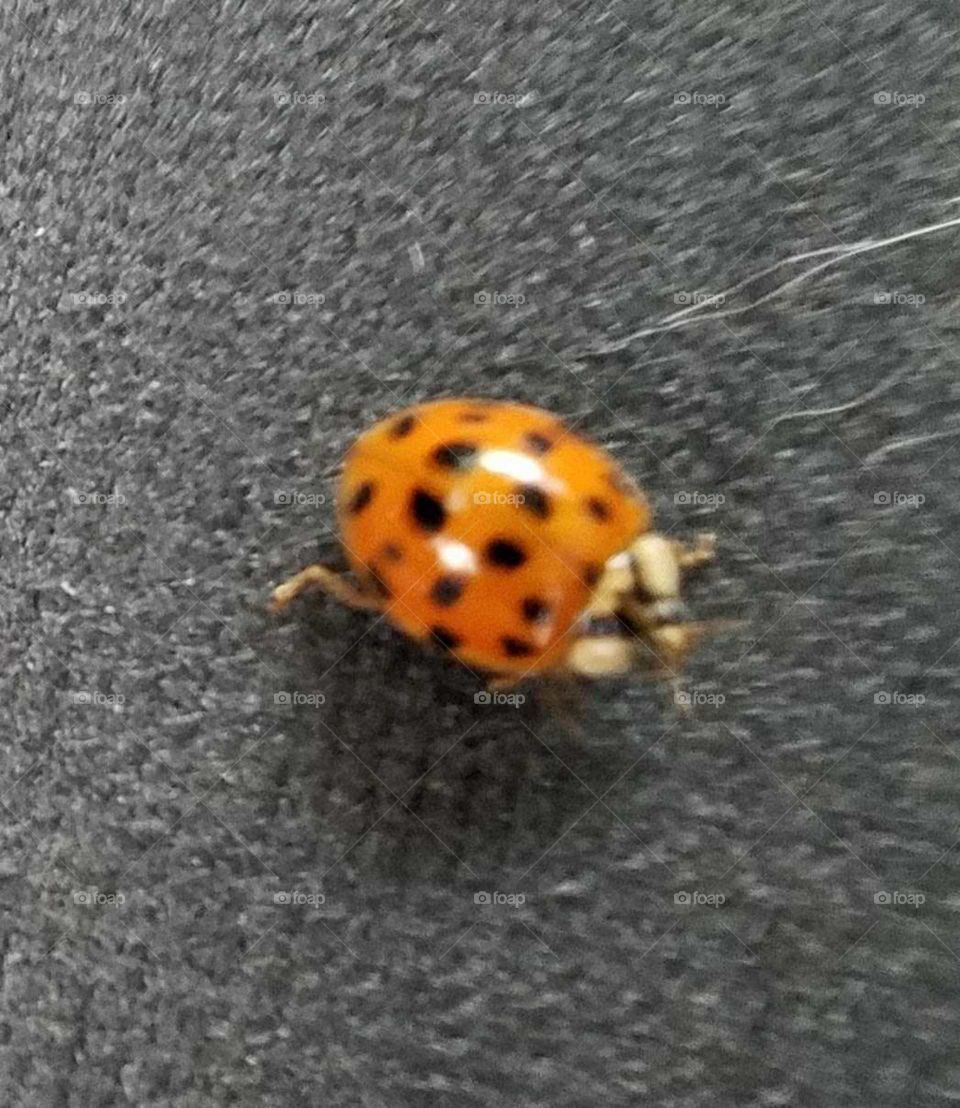 Ladybug at rest