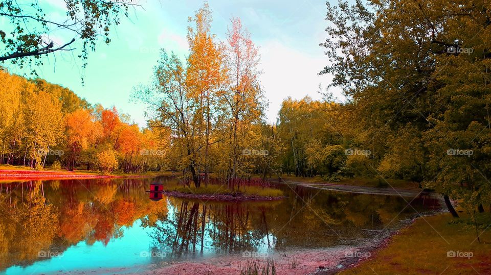Autumn in a small forest pond
