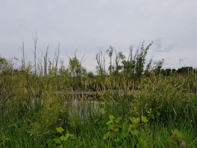 Summer Pond