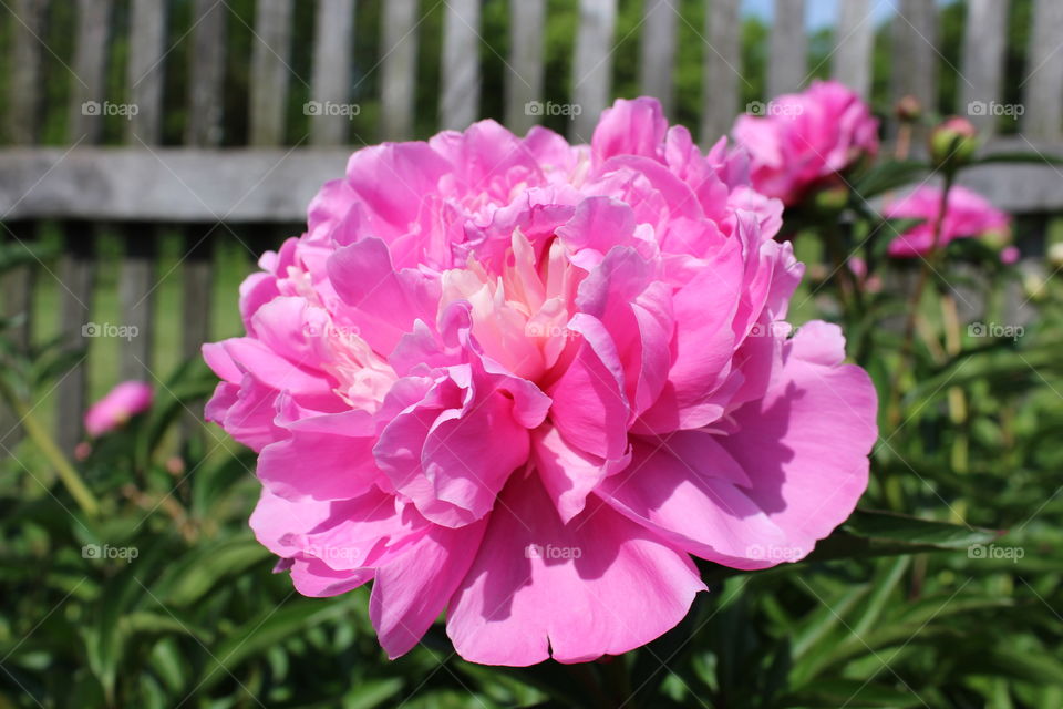 Peony 