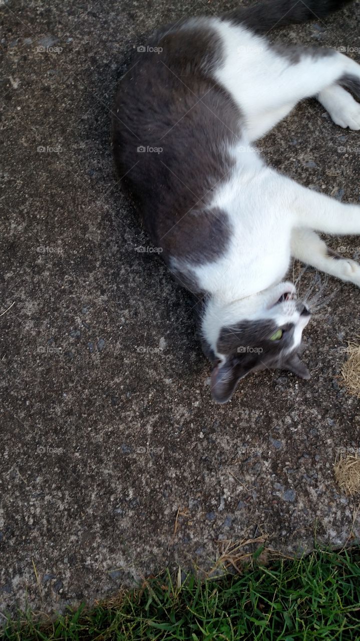 such a sweet little cat just rolls around and around