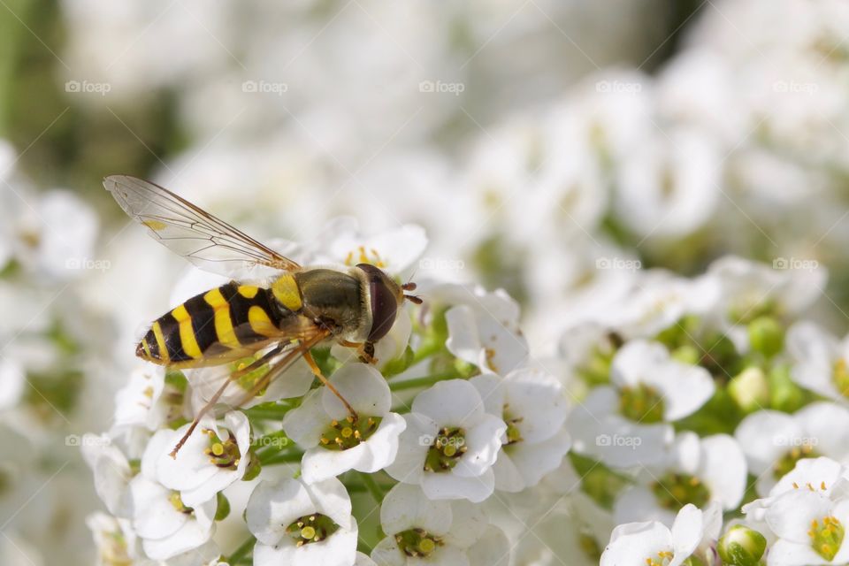 Small wasp on flowers