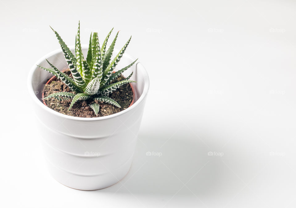 Haworthia (Zebra Cactus) Succulent Window Plant In Pot Isolated In White Background
