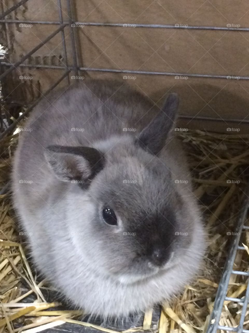 Dwarf bunny