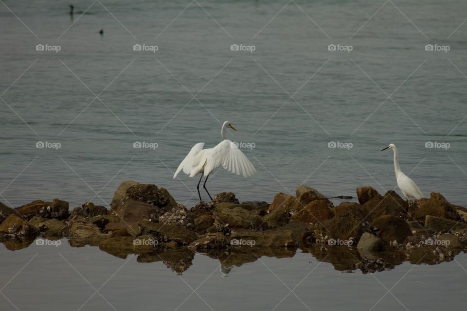 Little Egret on the Rocks