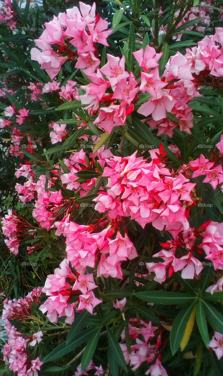Blooming nature with pink exotic tropical
wildflowers