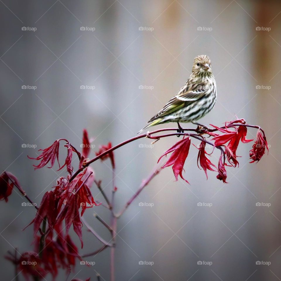 Little brown finch perches on a Japanese Maple