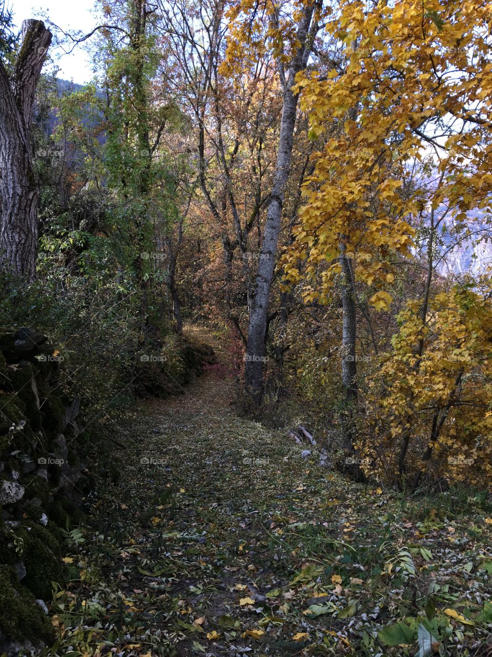 Trail in the Fall