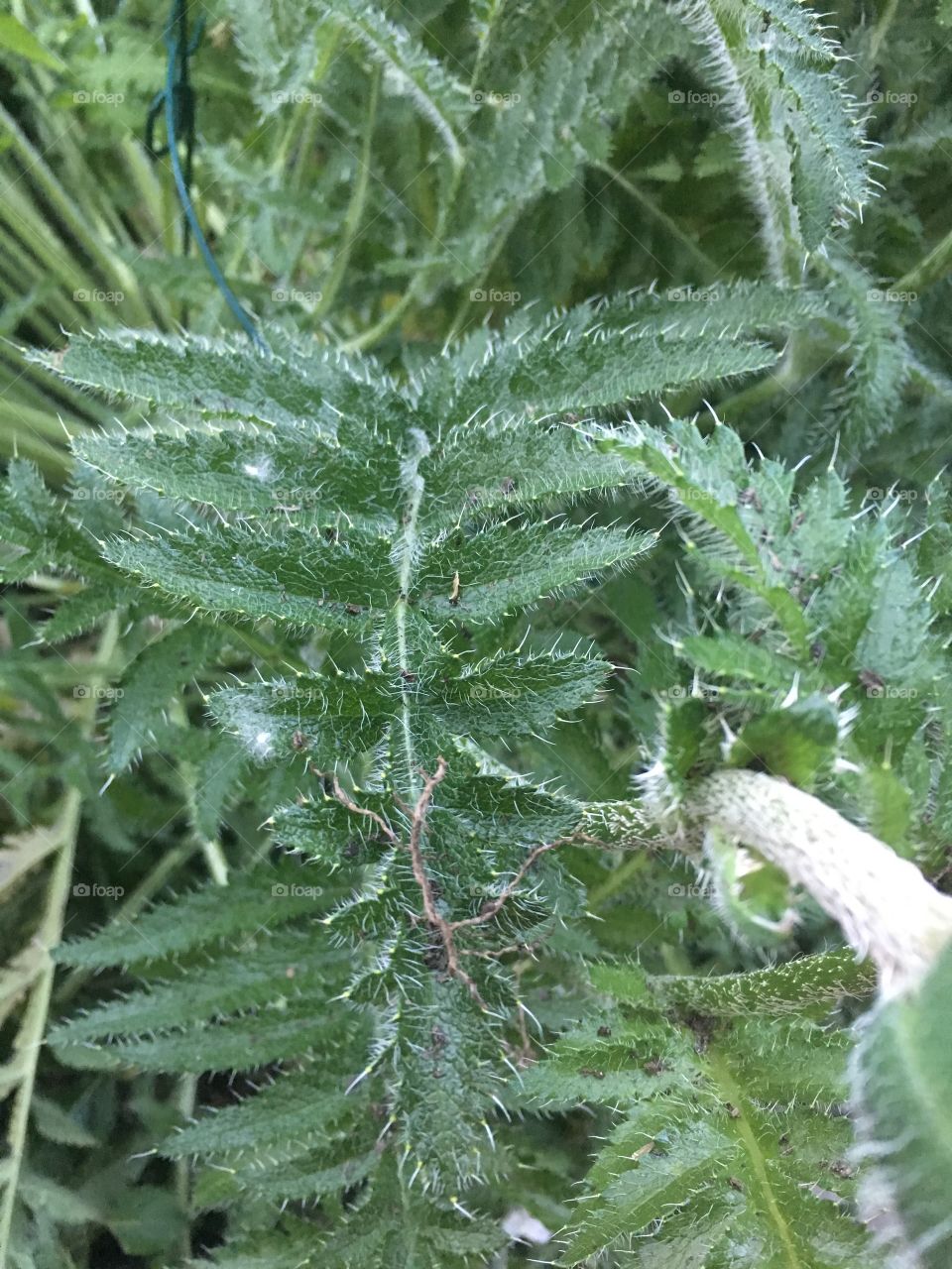 Poppy leaves