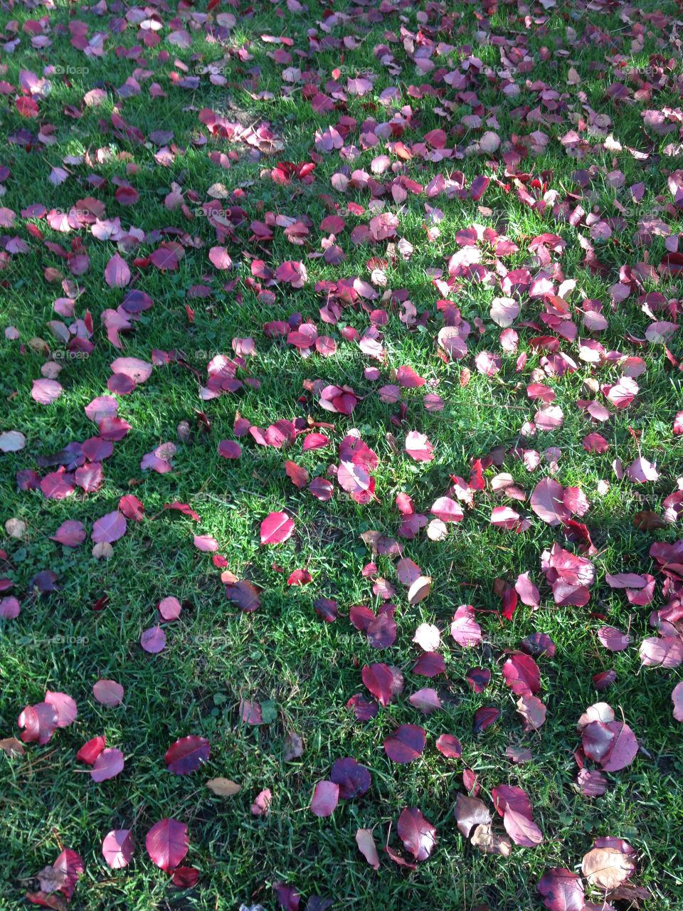 Petals fallen on grass