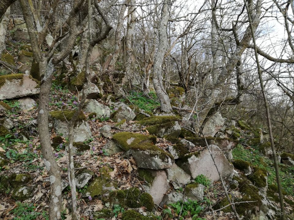 Tree embedded in stone